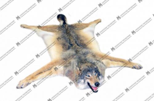 wolf_12